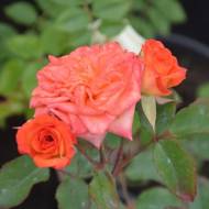 Троянда спрей Апрікот Клементін в контейнері