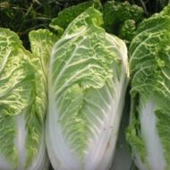 Капуста пекінська Мішель за 1 г