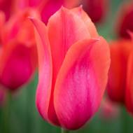 Тюльпан простий пізній Temple of Beauty