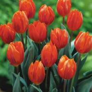 Тюльпан простой поздний Temple of Beauty