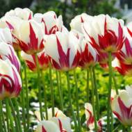 Тюльпан тріумф World Expression