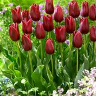 Тюльпан тріумф National Velvet