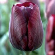 Тюльпан тріумф Ronaldo