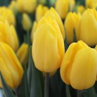 Тюльпан тріумф Strong gold