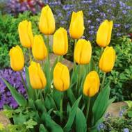 Тюльпан триумф Strong gold