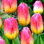 Тюльпан тріумф Tom Pouce