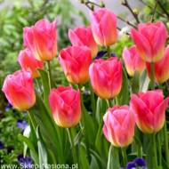 Тюльпан триумф Tom Pouce