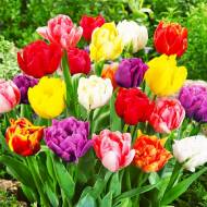 Тюльпан мікс