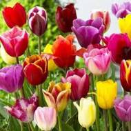 Тюльпан микс