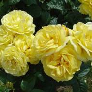 Троянда плетиста Ліхткенігін Лючія