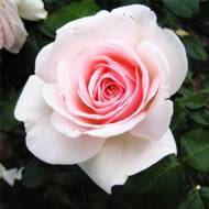 Роза чайно-гибридная Александр Пушкин