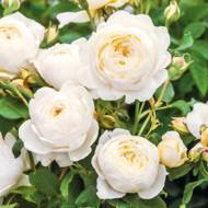 Троянда англійська Клер Остін