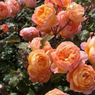 Роза английская Леди Гамильтон