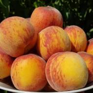 Саженец Персик Эрли Крест