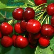 Саженец Черешня Мона Лиза