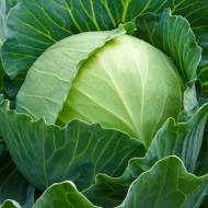 Капуста білоголова Агресор F1
