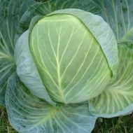 Капуста Валентина F1 за 0,5 г