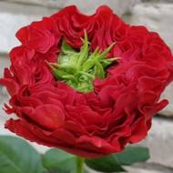 Роза чайно-гибридная Ред Ай