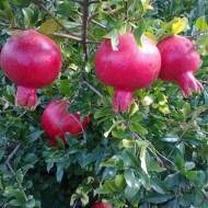 Саженец Гранат Ак-Дона