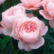 Троянда англійська Королева Швеції в контейнері