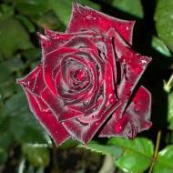 Троянда чайно-гібридна Блек Баккара в контейнері