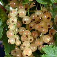 Саженец Красная смородина Уральская белая в контейнере