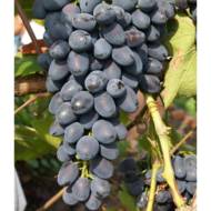 Саджанець Виноград Надєжда Азос в контейнері