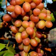 Саджанець Виноград Парижанка в контейнері