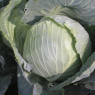 Капуста білоголова Мензанія за 10 нас.