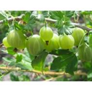 Саженец Крыжовник Берилл в контейнере