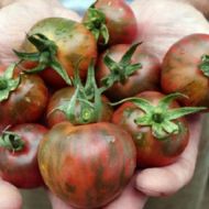 Томат Вернисаж черный за 0,1 г