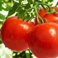 Томат Персей за 0,2 г