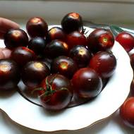 Томат Блек Черри за 0,1 г