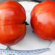 Томат Спринт таймер за 0,2 г