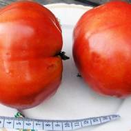 Томат Спринт таймер за 0,2 г