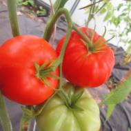 Томат Кот Тимофей за 0,1 г