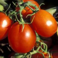 Томат Зореслав за 0,1 г