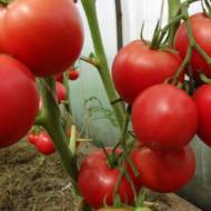 Томат Баллада за 0,2 г