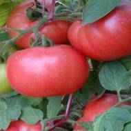 Томат Боярыня за 0,1 г