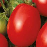 Томат Рио Фуего за 0,1 г