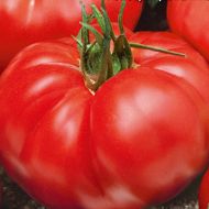 Томат Ранняя любовь за 0,1 г
