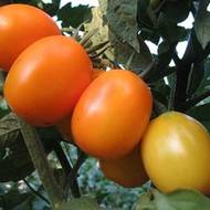Томат Сливка гигант оранжевая за 0,1 г