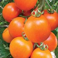 Томат Колядник за 0,1 г
