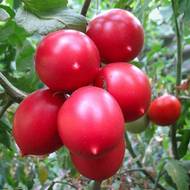 Томат Де Барао царский за 0,1 г