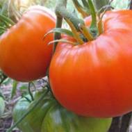 Томат Алтайский мёд за 0,1 г