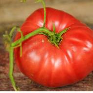 Томат Восточная пышка за 0,1 г
