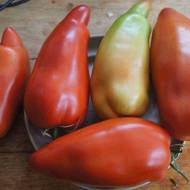 Томат Германский Говард за 0,1 г