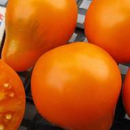 Томат Лампа Аладдина за 0,1 г