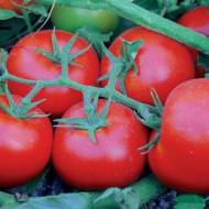 Томат Мадонна F1 за 0,2 г
