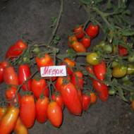 Томат Медок за 0,1 г